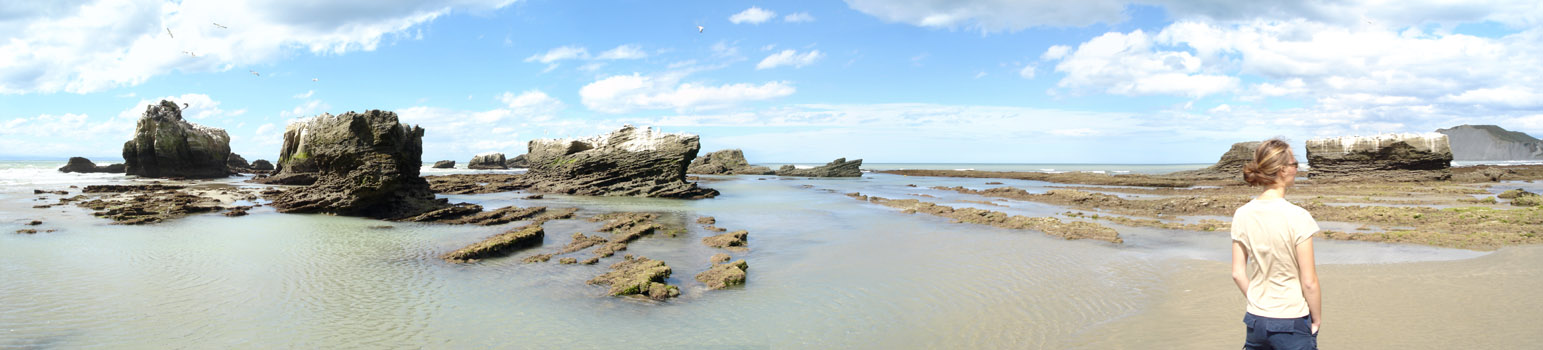 Gannet colony